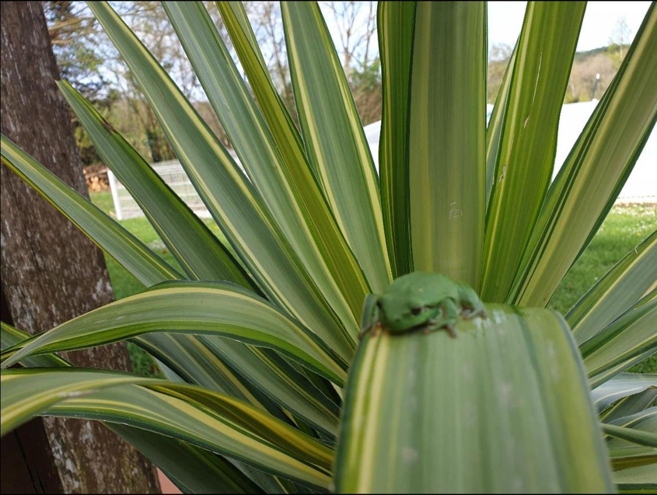 Seuls en Pleine Nature - Gîte la Côte Blanche Puygaillard-de-Quercy Extérieur photo