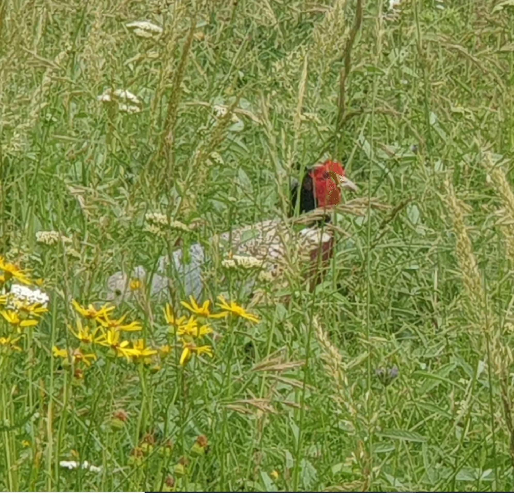 Seuls en Pleine Nature - Gîte la Côte Blanche Puygaillard-de-Quercy Extérieur photo